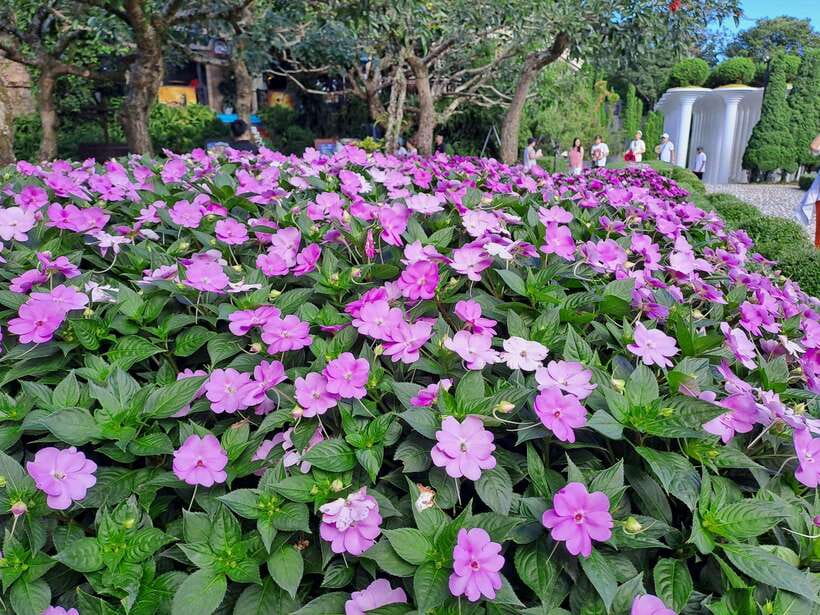 Bana Hills & Golden Hand Bridge Tour from Hoi An/ Da Nang - Flower gardens, the wine cellar, and Linh Ung Pagoda