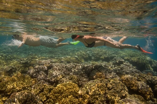 Cham Island Daily-Snorkeling(Optional:Pick up at Cua Dai Port) - Is $38 a fair price?