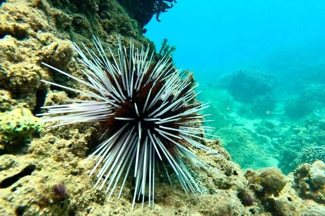 Cham Island Snorkeling Daily Group Tour, Sunbathing, nice beaches - Lunch with seafood and local dishes