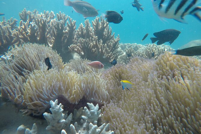 Cham Islands Snorkeling Tour by SpeedBoat from Da Nang - Bai Chong beach, lunch, and the slower half of the day