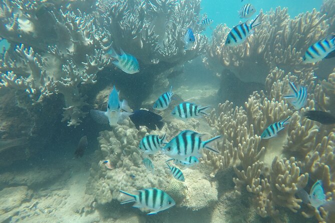 Cham Islands Snorkeling Tour by SpeedBoat from Da Nang - Timing, group size, and the end of the day