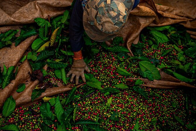 Da Nang Coffee Making and Banh Mi Class - What the three-and-a-half-hour schedule means