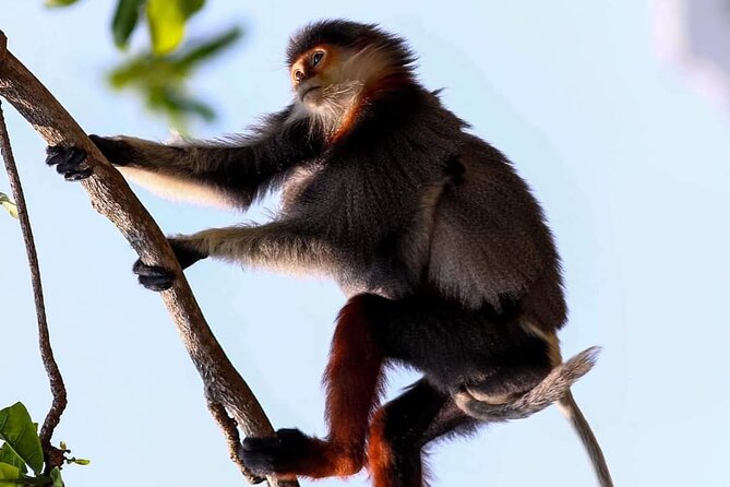 Endangered Monkeys Watching - Red Shanked Douc Langurs - Key points to know before you book