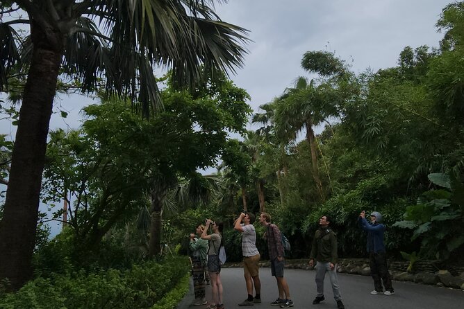 Endangered Monkeys Watching - Red Shanked Douc Langurs - Finding the langurs in the trees