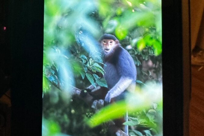 Endangered Monkeys Watching - Red Shanked Douc Langurs - Beaches, sunsets, and the scenery around the search