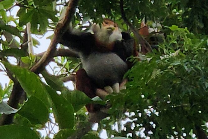 Endangered Monkeys Watching - Red Shanked Douc Langurs - What the two-and-a-half to three hours look like