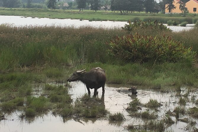 Hoi An countryside biking tour, water buffalo+ basket boat ride - Pedaling out from Hoi An into farm country