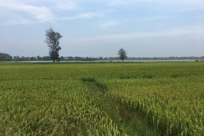 Hoi An countryside biking tour, water buffalo+ basket boat ride - Tra Que Vegetable Village and the work behind the food