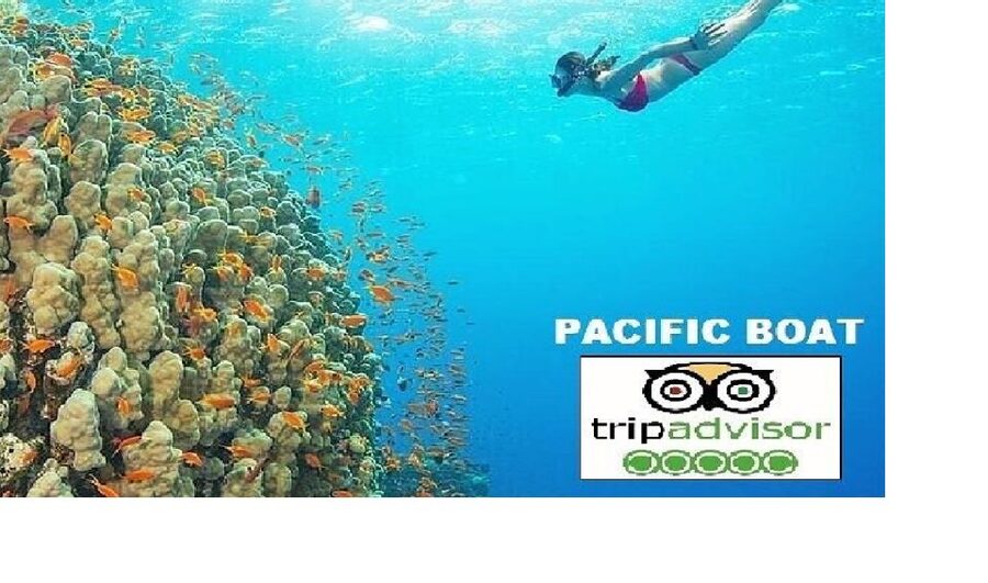 Hoi An/Da Nang: Snorkelling & Island-Hopping Speedboat Tour - First stop at Dai Island