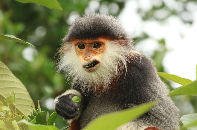Red-shanked Douc - Private Motorbike Tour - What the guides add to the morning