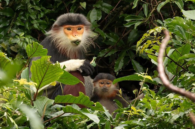 Red-shanked Douc - Private Motorbike Tour - Is $60 a fair price?