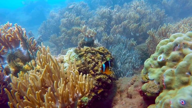 Visit Cham Islands & Snorkelling & Scuba Diving - The ancient well and Hai Tang Pagoda