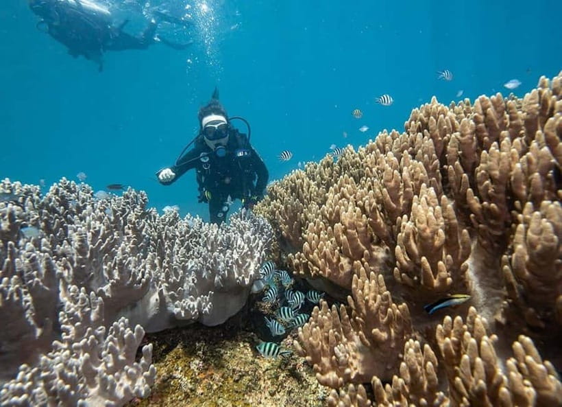 Visit Cham Islands & Snorkelling & Scuba Diving - Snorkeling at Chong or Ong Beach