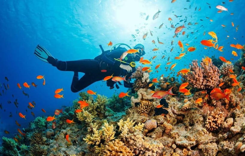 Visit Cham Islands & Snorkelling & Scuba Diving - What $32 includes, and where costs can grow